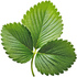 Strawberry leaf